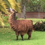 llama2