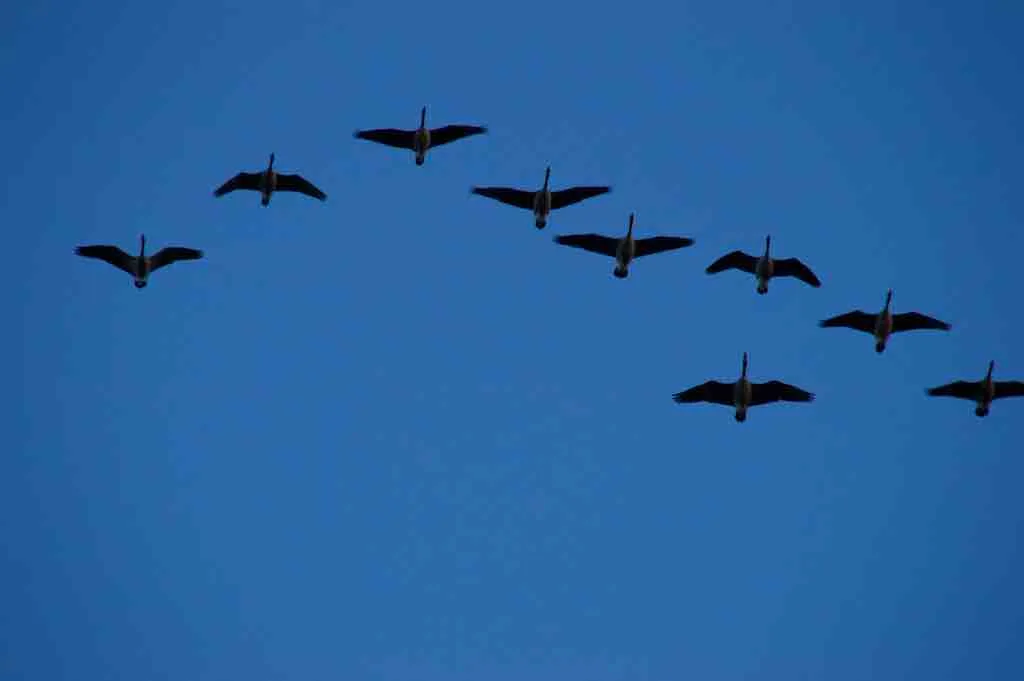 Geese on a late Fall dusk