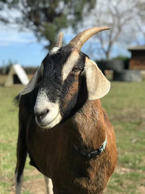 that_dumb_goat