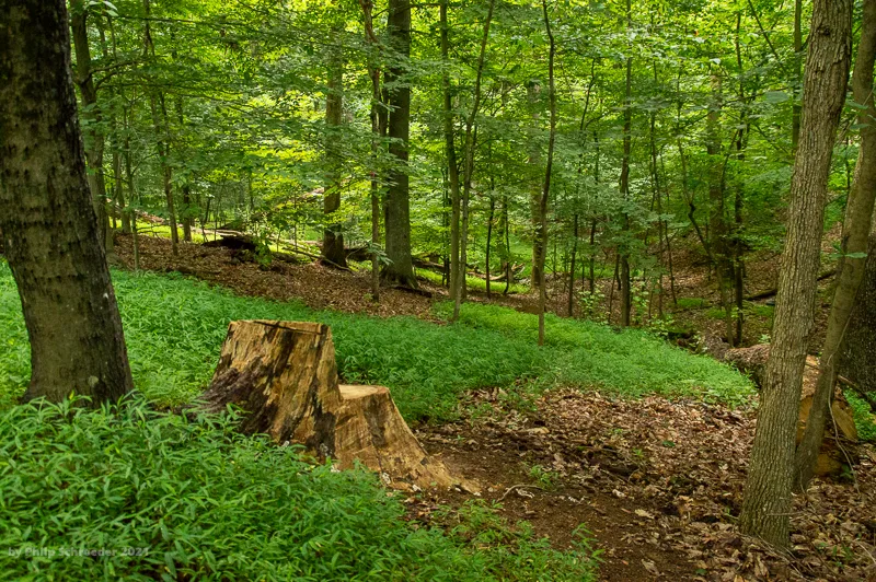 prayerstump