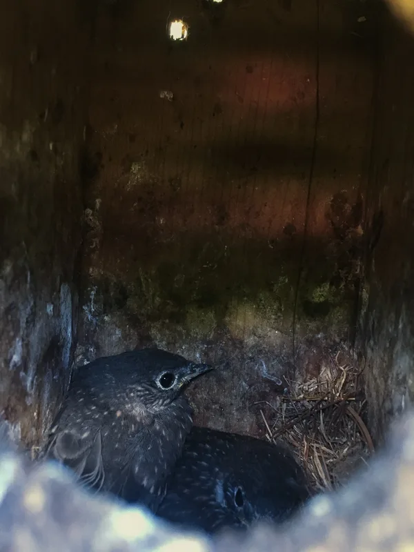 Baby Blue Birds in their dark nest