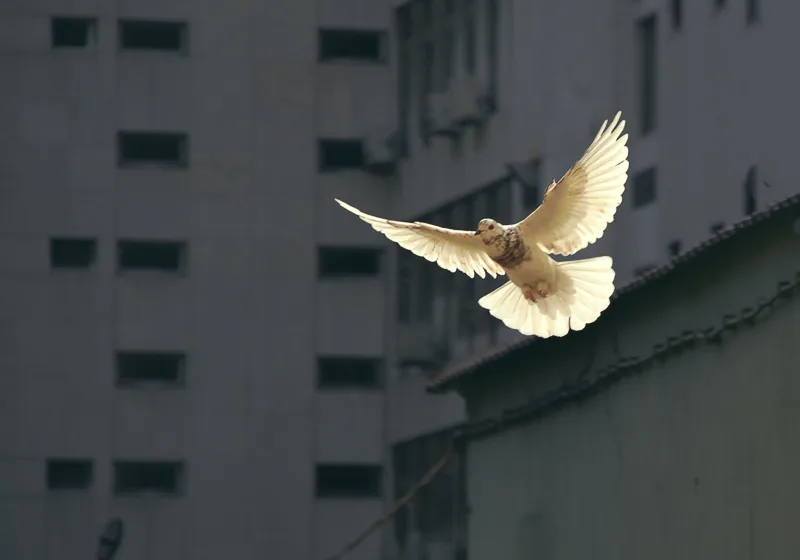 peace_dove