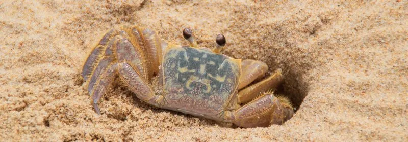 crab looking out from his hole in the sand