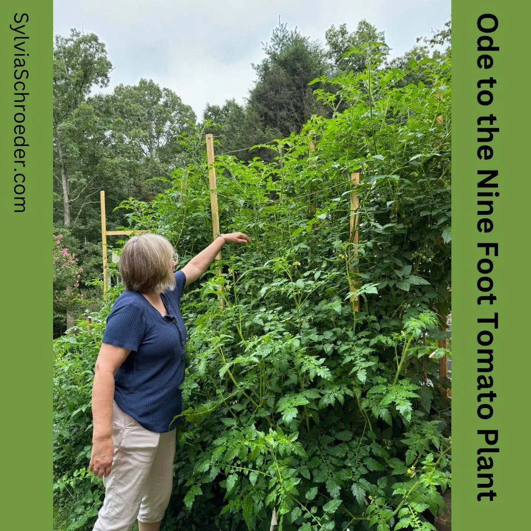Tomato plant