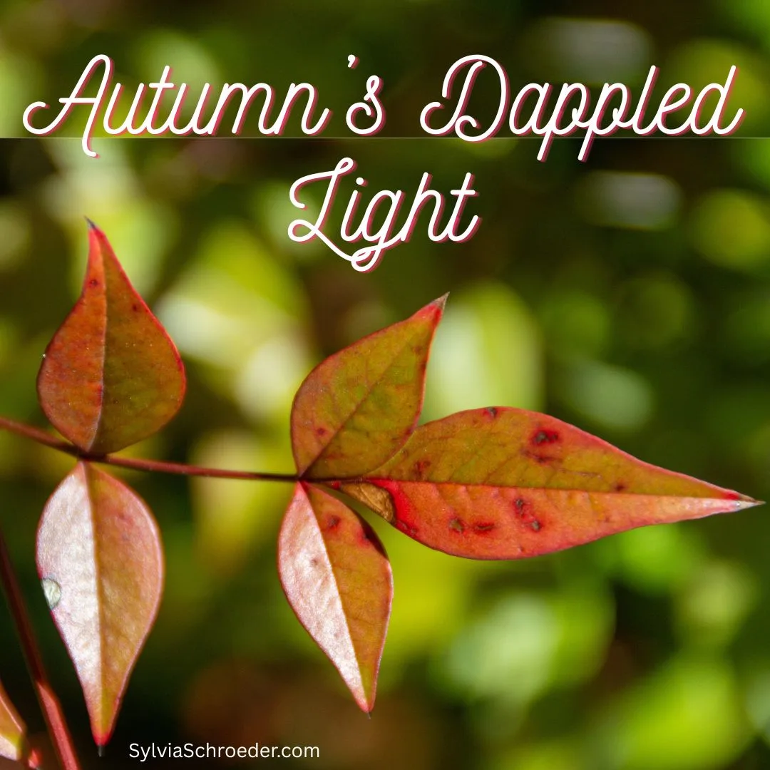 Autumn’s Dappled Light