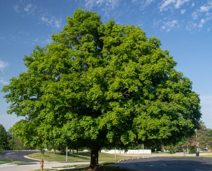 A Perfect Tree and Its Reminder to Be Thankful - When the House is ...