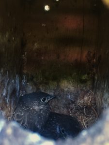 Baby Blue Birds in their dark nest