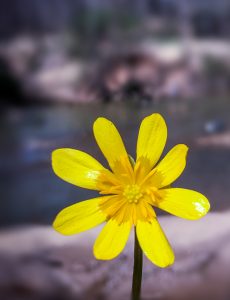 yellow flower with dark river and rock formations in back