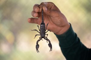hand holding a scorpion