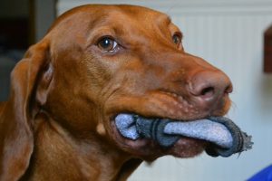 Vizsla dog sitting with sock in his mouth