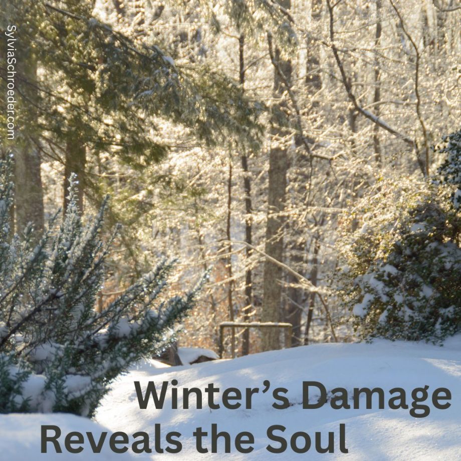 snow and icicles on trees